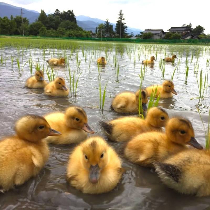 玄米【2㎏】令和7年産 信州合鴨農法米、無農薬・無化学肥料栽培|星農家(ほしのや)