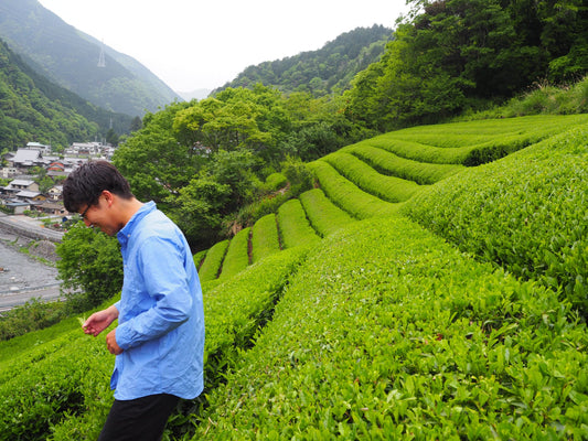 日比野茶園