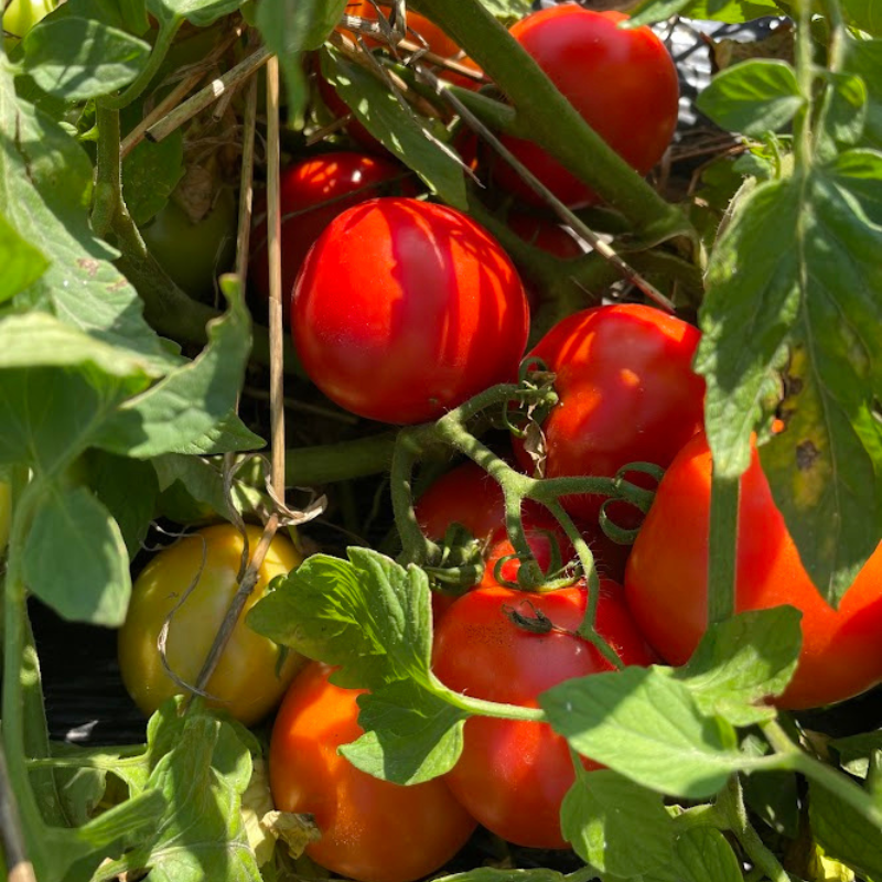 無農薬トマトジュース 350ml 3本セット｜星農家（ほしのや）